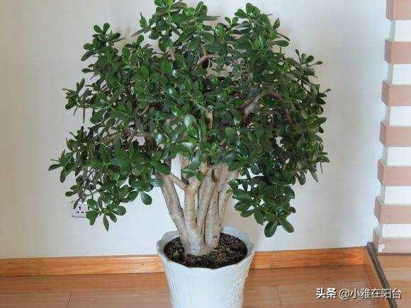 养玉树,只需要注意3个小技巧,一年就能疯长爆盆,越养价值越高