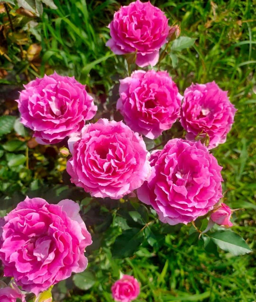 花型|阳台养花,养棵“天方夜谭”吧,美丽若牡丹,浓香四溢,多季花开