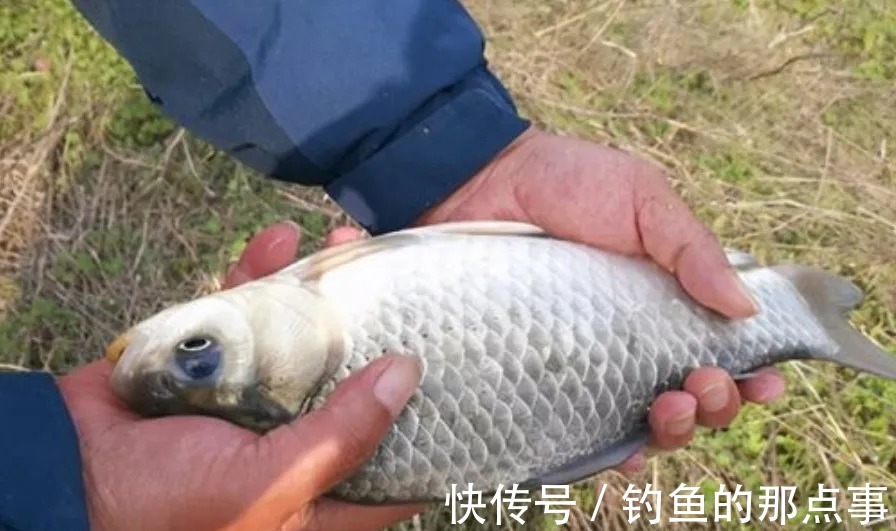 冬钓一时半会很难聚鱼?老司机只说了3句“口诀”,大板鲫特好钓