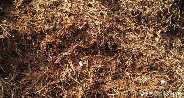 你家附近有这种树吗?树下挖几铲,就是“万能土”,养啥花也旺