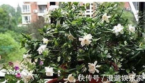 酸性|养栀子花,10天喂上几滴“它”,新芽长不停,叶片翠绿开花“旺”