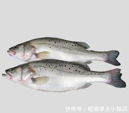 鲈鱼并不是越大越好!买鲈鱼牢记这4点,连卖鱼摊主都夸你懂行