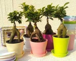 技巧|室内养花需注意什么掌握7点技巧,避免黄叶烂根