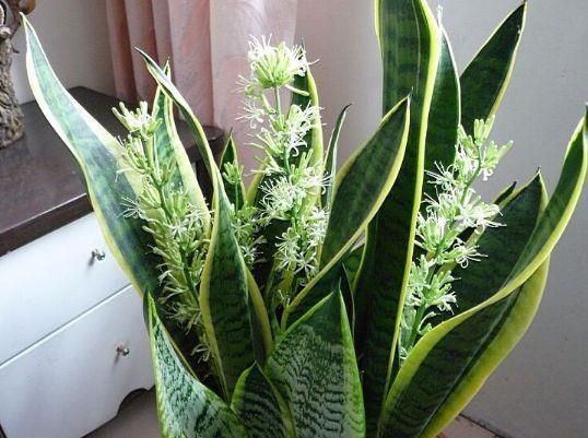 养花试试此几款，花开繁盛花香怡人，花姿妖娆