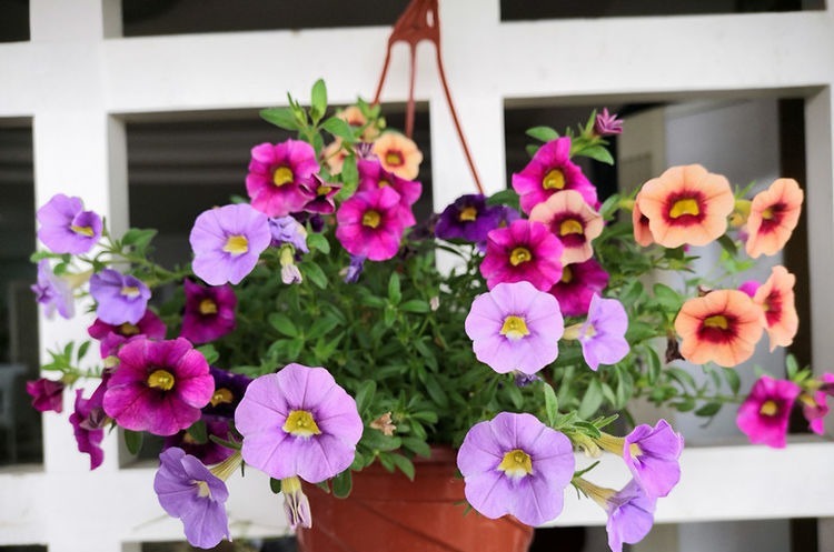 被称为开花劳模的几种花,人见人爱,养一盆就足够美爆你的家!