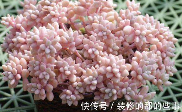 花卉|养花试试这几款,花形优美,尤其在爆盆之时,景色更是令人惊艳