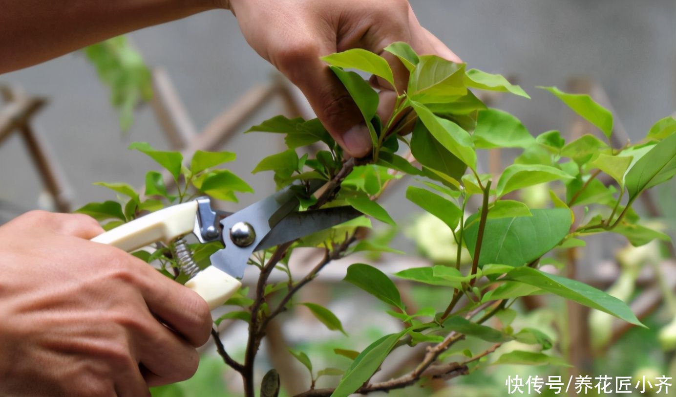 想不想三角梅夏季开花爆盆？达到3个“条件”，整个夏季开花不断