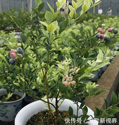 打理|有“血管疏通剂”著称的果子,你家里一定要种上,容易活好打理