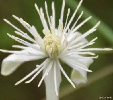 这三种花最适合放在阳台上，好看又耐活，阳台秒变后花园