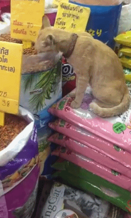 |搞笑GIF:虽然知道笑别人不好 但我实在是没忍住