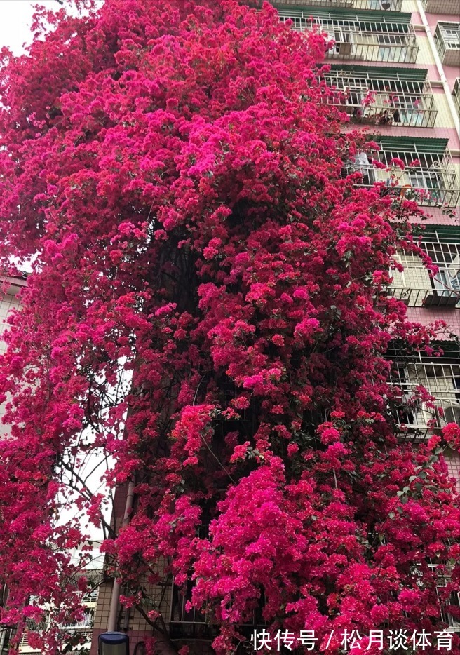 金枝玉叶|公认好养的5种花,能活一百年,开花吉利带仙气,越养越值钱