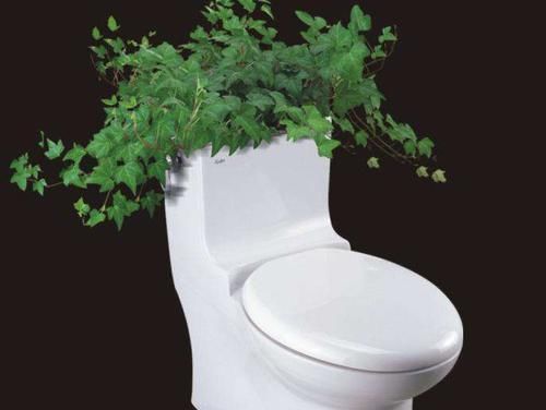 厕所里养花,把潮气毒气都吸走了,身体好皮肤好