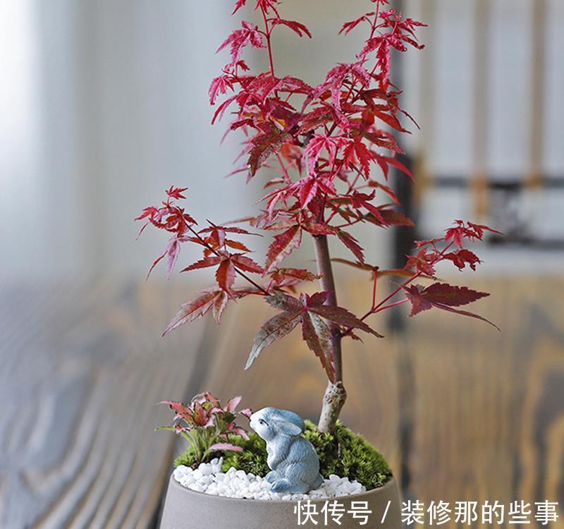 无限|错落有致叶红鲜艳红颜枫,红枫端庄秀美魅力无限,风雅别致相映红