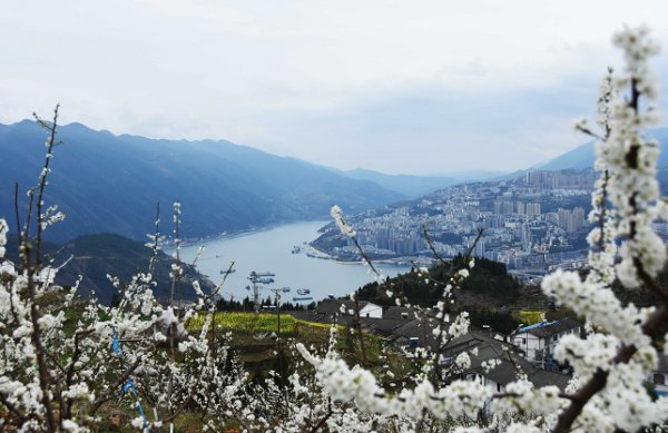 老年|视界网：重庆巫山 巫峡春正浓