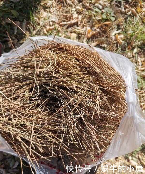 花盆|松针怎么养花?有3种方法,盆土更肥沃了,花草旺盛