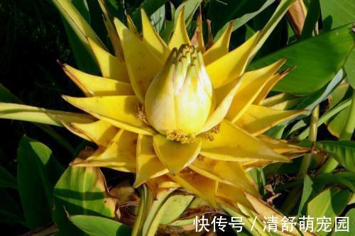 老花农都爱养的四大辟邪花卉,养一盆避邪镇宅,你家养了没?