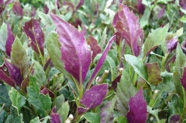 养宫护宫|对身体极好的3种食物,排毒养颜、延缓衰老,早吃早健康!