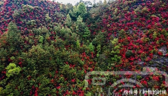 老年|江西三江交汇处映山红开满山，可远眺于都县城，花开如海非常壮观