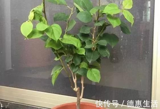 这16种花冬天越浇越死，3个月不管，反而长高个