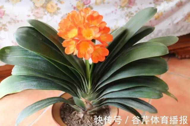 家有老人小孩,就养6种绿植,健康长寿好处很大