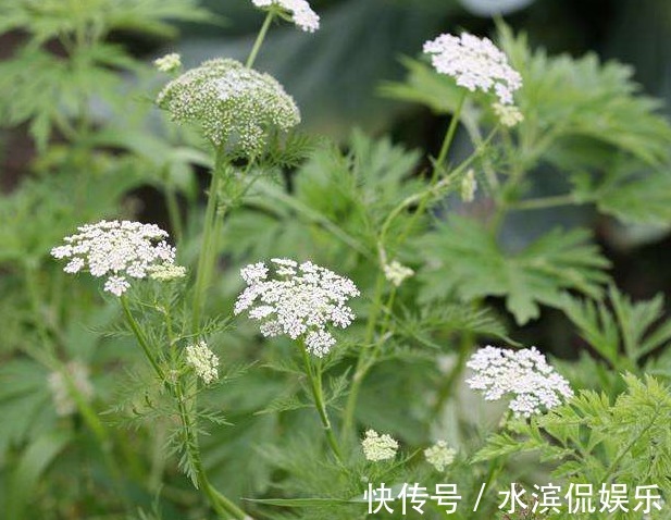 果实|农村的常见野草，结果一次便成千上万，既可入药还能提炼精油