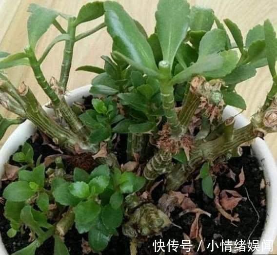 浇水|修剪工作不能等，这几种花立秋就修剪，开花更多生长旺