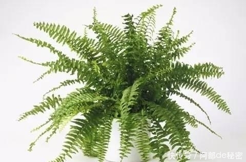 异味|洗手间总是有异味,试一试这些植物。都是强大天然净化空气剂。