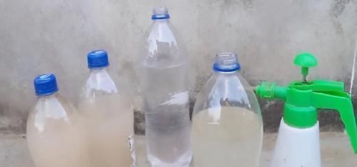 养花:用这些“神奇水”浇灌,盆栽开花变多、叶片绿如冒油