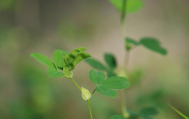 人称“掐不齐”，常用来喂马，殊不知嫩叶是极品野菜，春季别错过