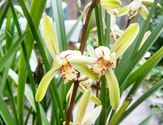 兰花养不好大部分都是养料没选对,它比生根粉还好用,养兰首选