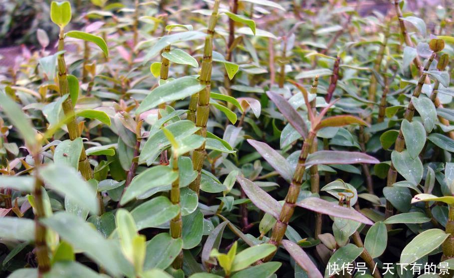 这6种植物是生活的好帮手,家里养一盆,好看好养还可备不时之需