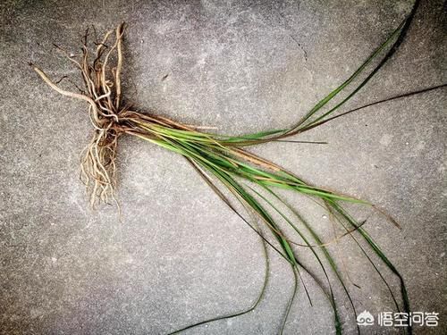 兰花怎么知道烂没烂根？