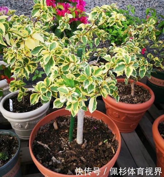 冬天冷、夏天热，养啥花好扦插2种花卉，沾土就活、四季花开