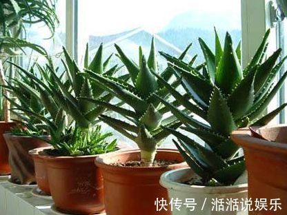 养花|总是把花儿养死隔壁大爷说,你加点它呀,保你养一盆旺一盆