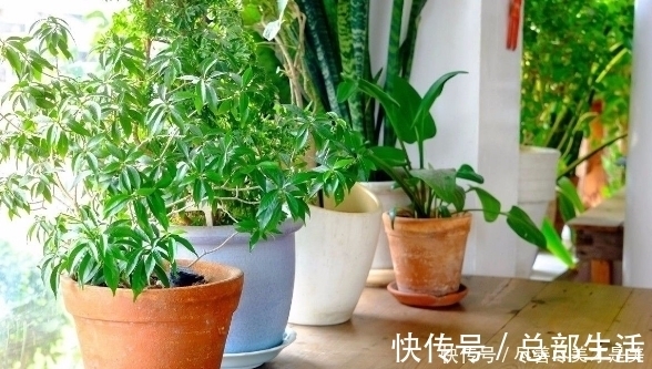 气候变化|烦养花种草就盆栽这2款果树，开花漂亮、结果美味