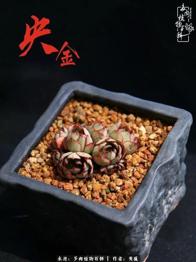 养了三年多肉，终于明白佛系养肉才是王道！