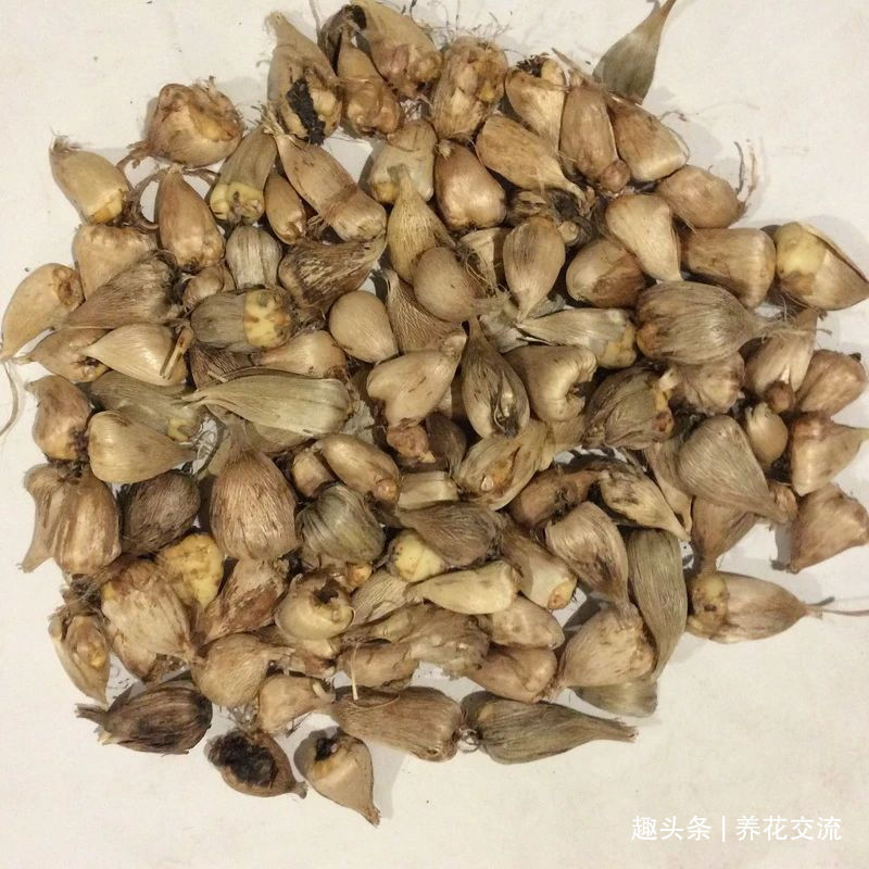 叶子|秋天买些香雪兰的种球，种盆里冬季就开花，来年夏天收获大盆子球