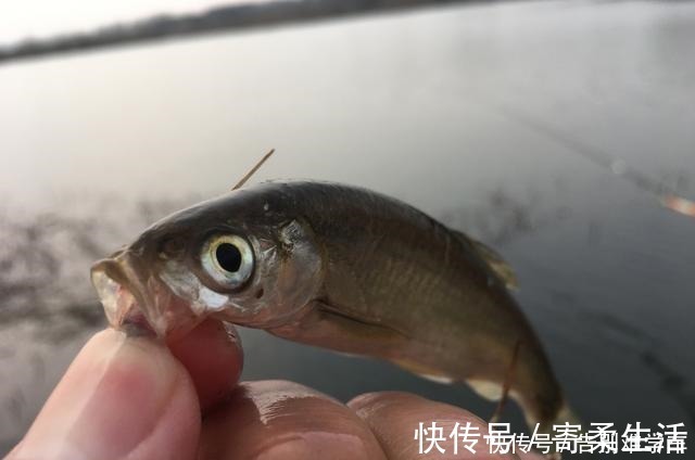 鱼情|子线互相缠绕怎么办要想有效避免,还得这6招