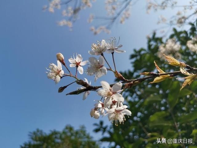 渝北:云龟山中樱花开