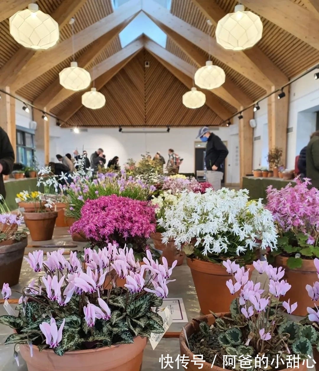 养盆栽仙客来掌握7点,养20~30年都不是问题,年年能开花