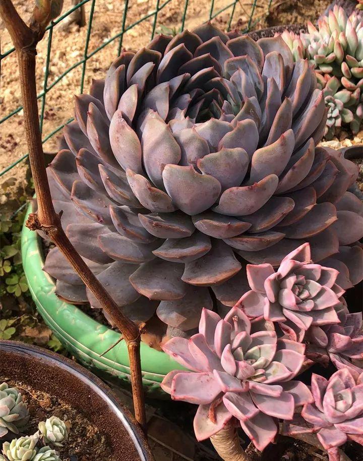 红边|姐姐养了9年的多肉,没有买肥就用它,个个长成精!