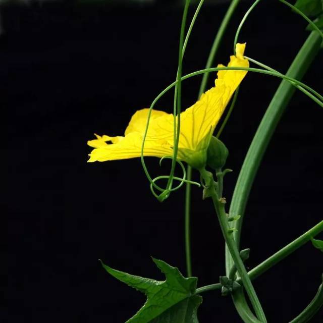 丝瓜藤|丝瓜全身是药,丝瓜19个鲜为人知的功效