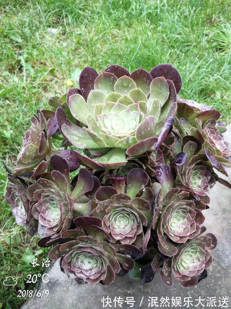 蚧壳虫|为肉痴狂!多肉植物也会用最美的容颜报答我们的勤劳付出!