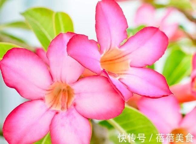 沙漠玫瑰掉花苞,避免这些问题,株型粗壮,开花艳丽