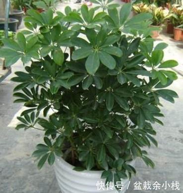 想在客厅养花就选这“5种”,它们好看又好养,一月浇一次水就行