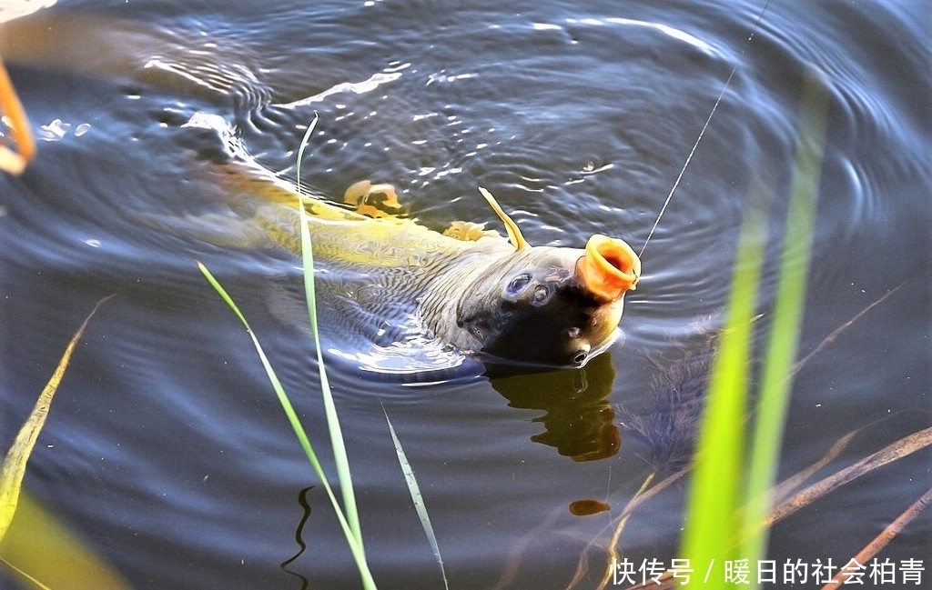 双钩|钓鱼时钓灵钓钝真能搞懂?调平钓二与调二钓四水底状态是否一样