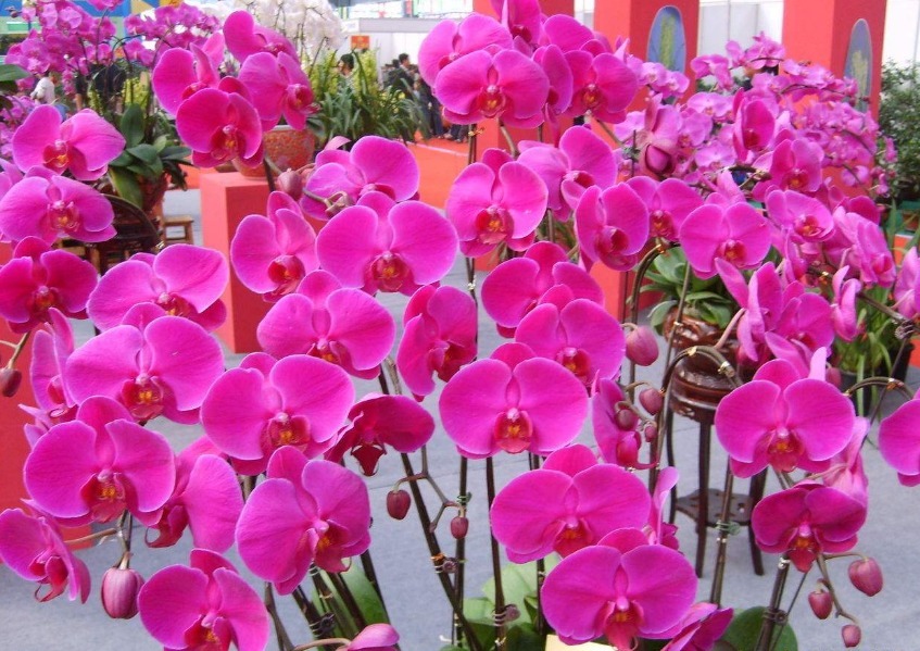 最美5种“兰花”,个个都“惊艳”,年年花开上百朵,你最爱哪种