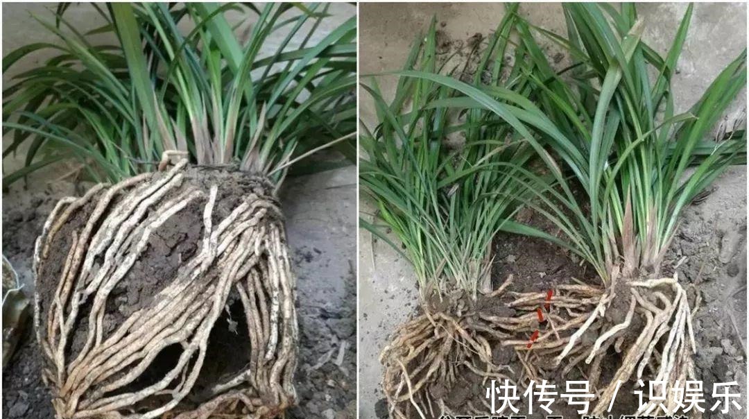 伤口|秋天给花铲一锹,一盆变五盆,根本不用扦插!