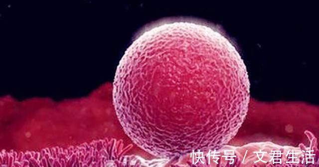 奶水|女性怀孕后,为什么会出现“停经”现象“大姨妈”究竟去哪了