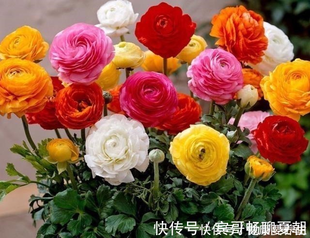 月季花|永不过时的四种花，家里养一盆，沾土就活，开花漂亮花期长！